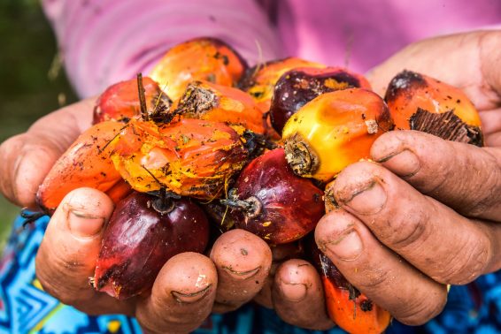 Palm oil, oil palm