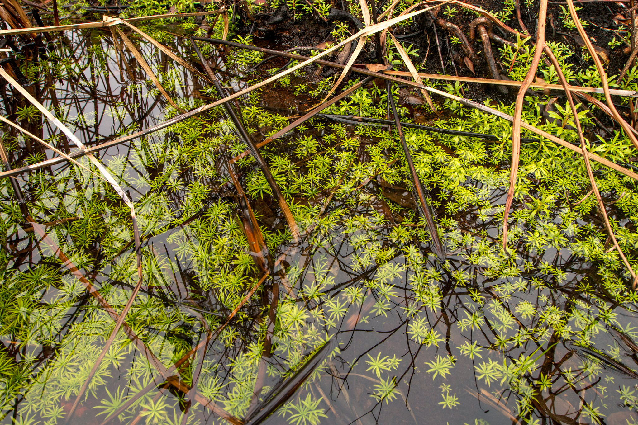 “Kita Tidak Dapat Memulihkan Gambut Tanpa Meningkatkan Taraf Hidup Masyarakat”