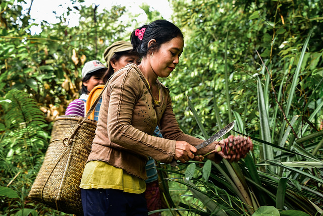 Ekspansi perkebunan kelapa sawit dan perubahan pola asupan pangan lokal