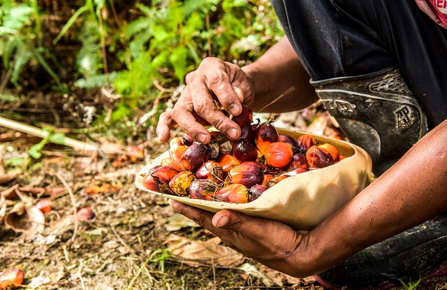 Peremajaan sawit, selamatkan hutan