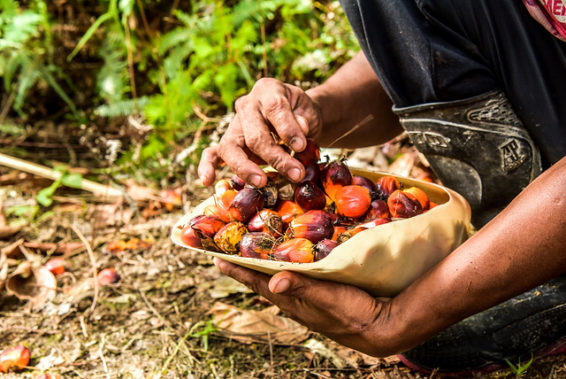 oil palm fruit