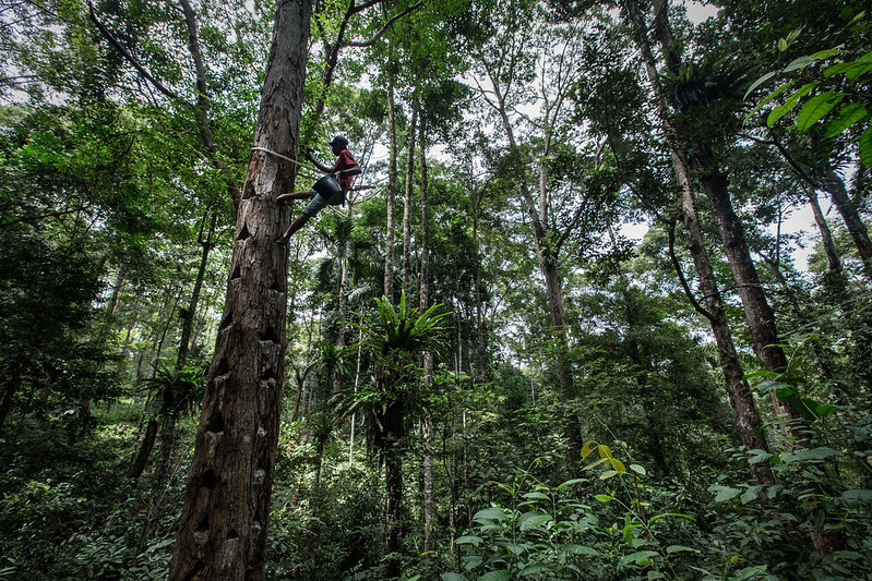 Inseparable in Indonesia: Forests, finance and development planning