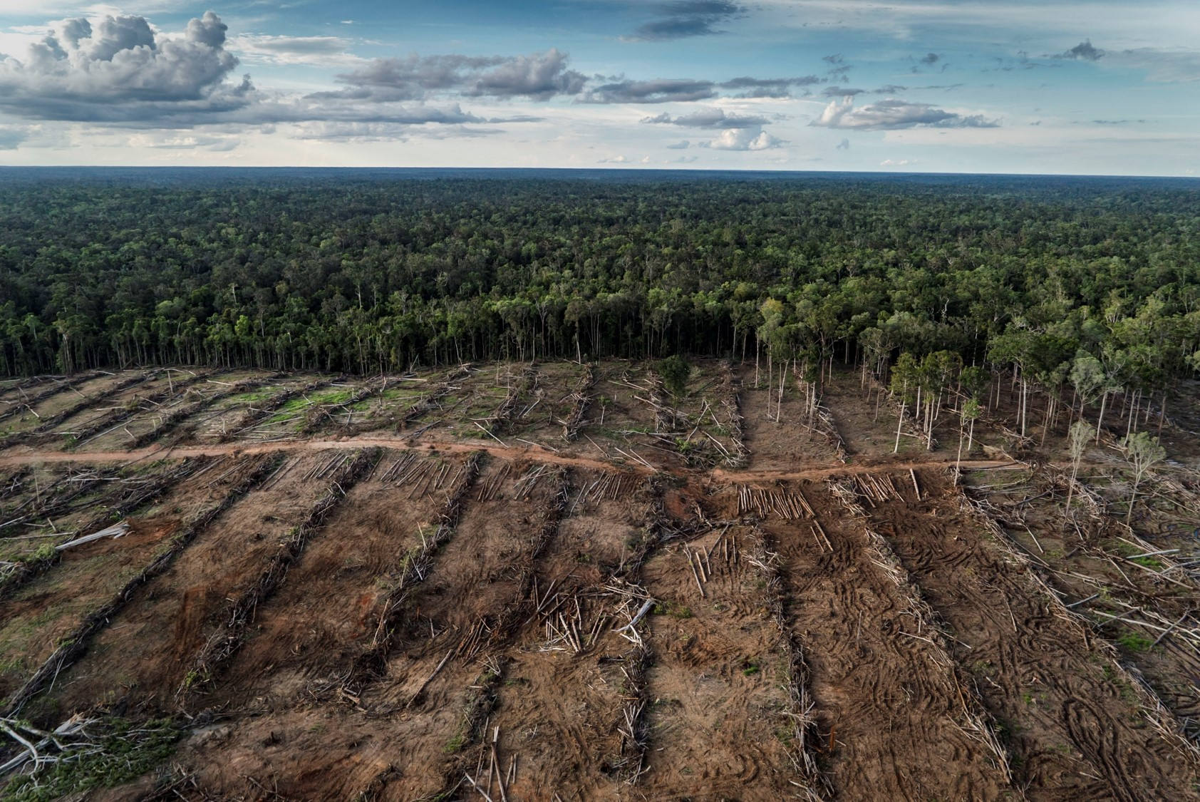 New Papua Atlas tracks impact of plantations, roads on forests
