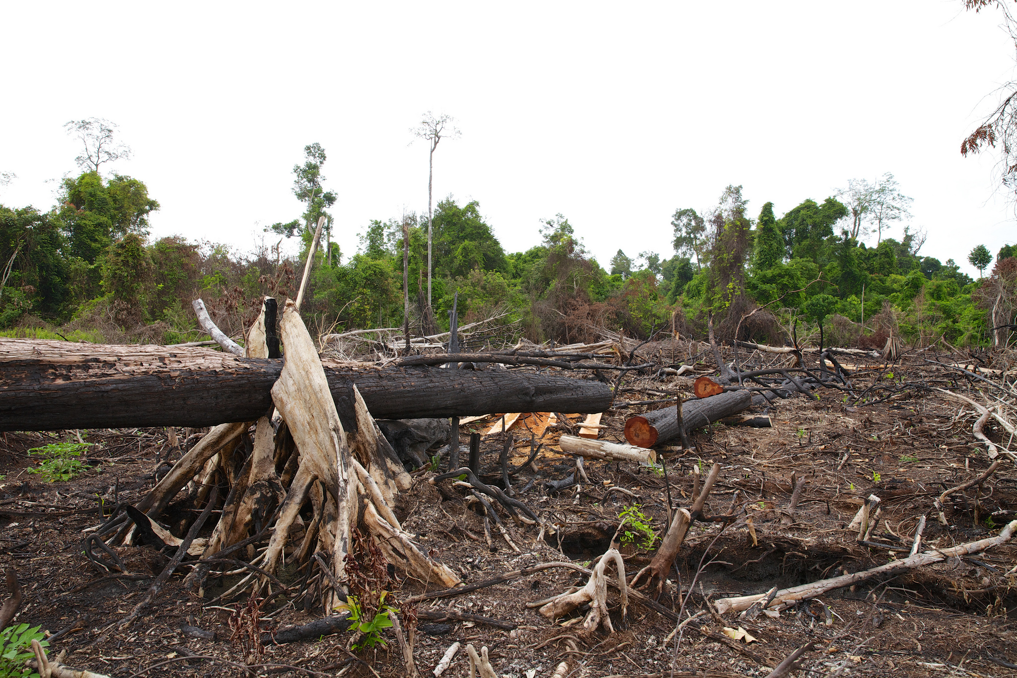 Debat tentang pembakaran lahan untuk pertanian