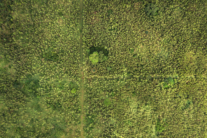 Do climate pledges rely too much on tree planting?