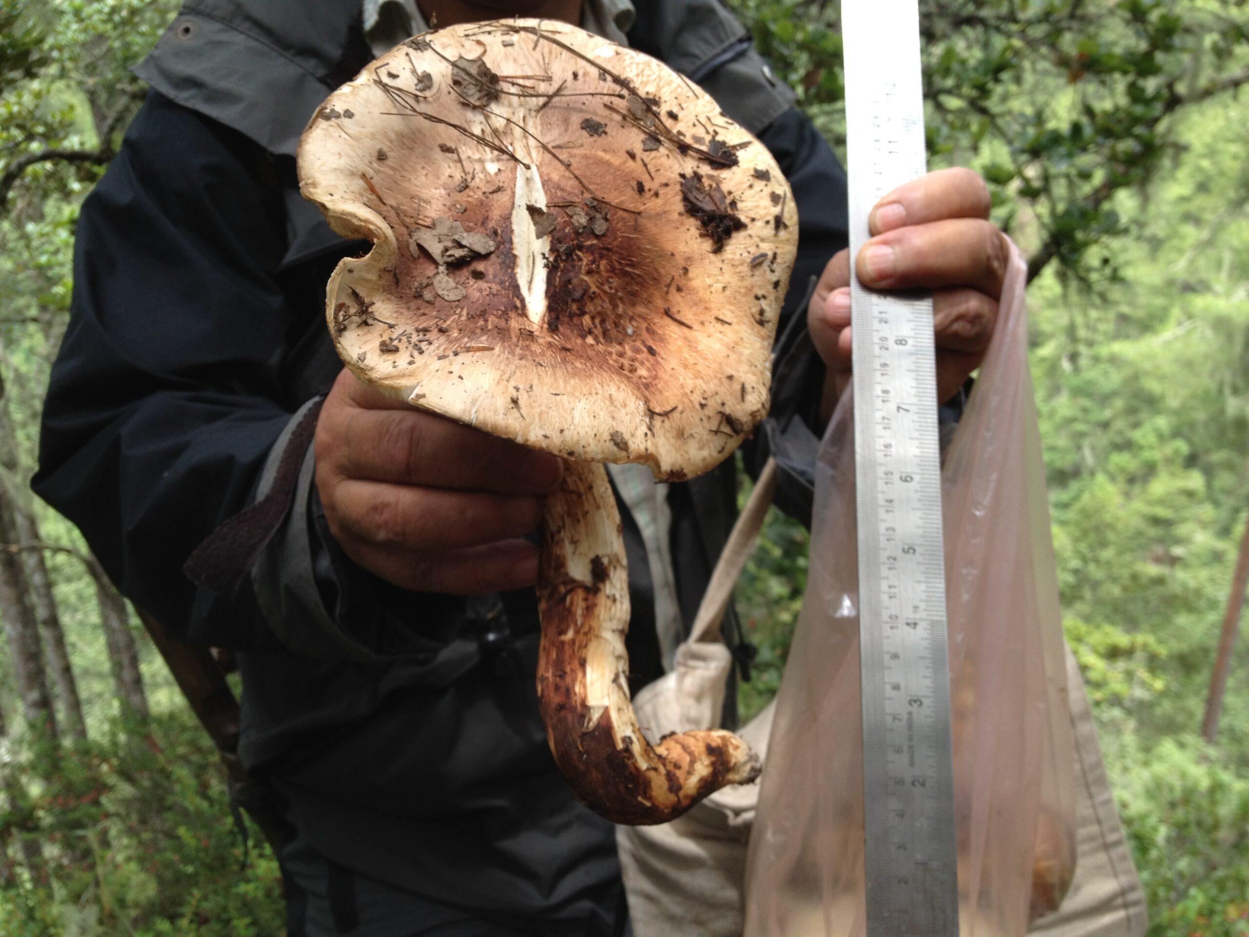 Bhutan’s forest resources under pressure: Villagers adapt to change