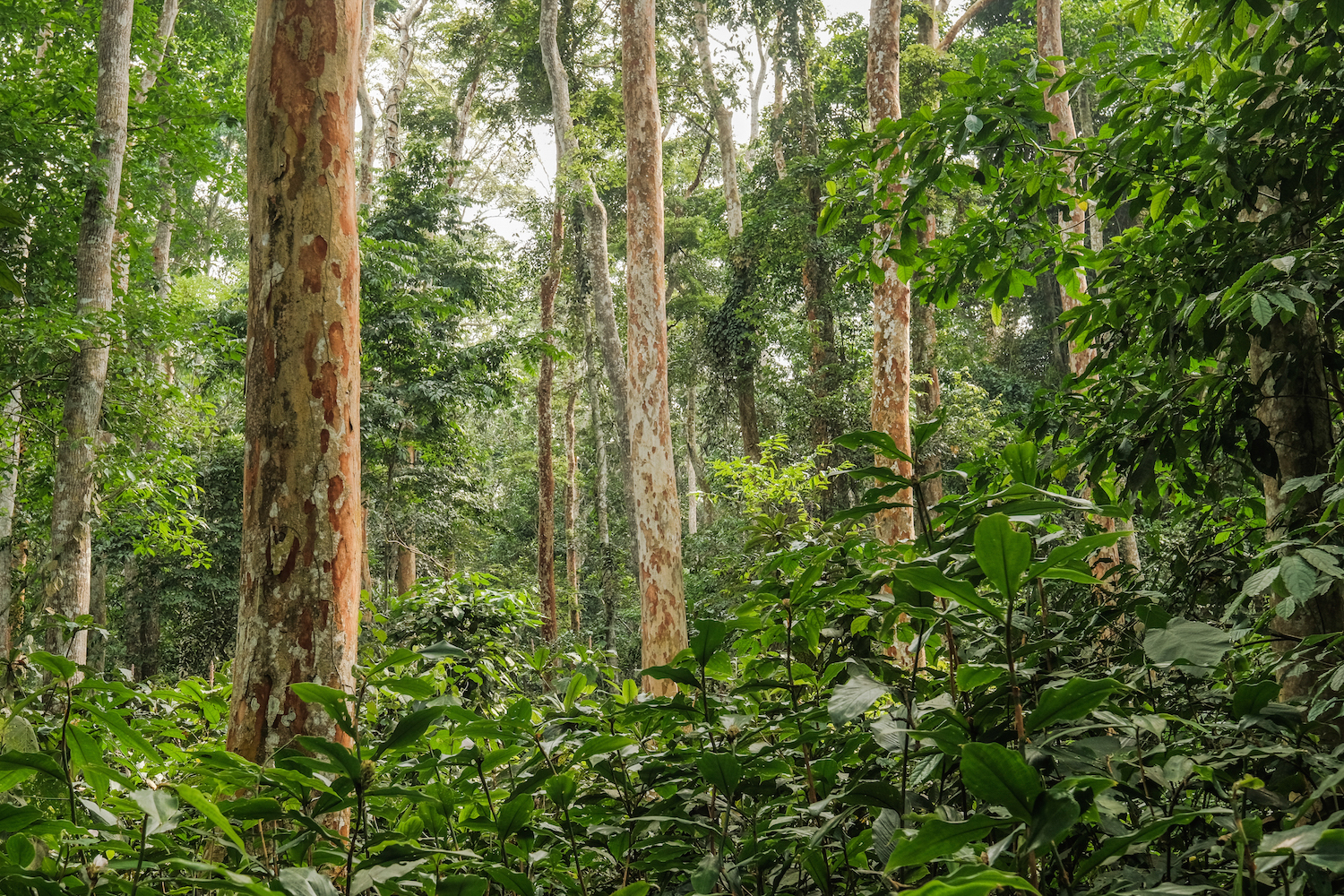 From research to action to protect the Congo Basin forests