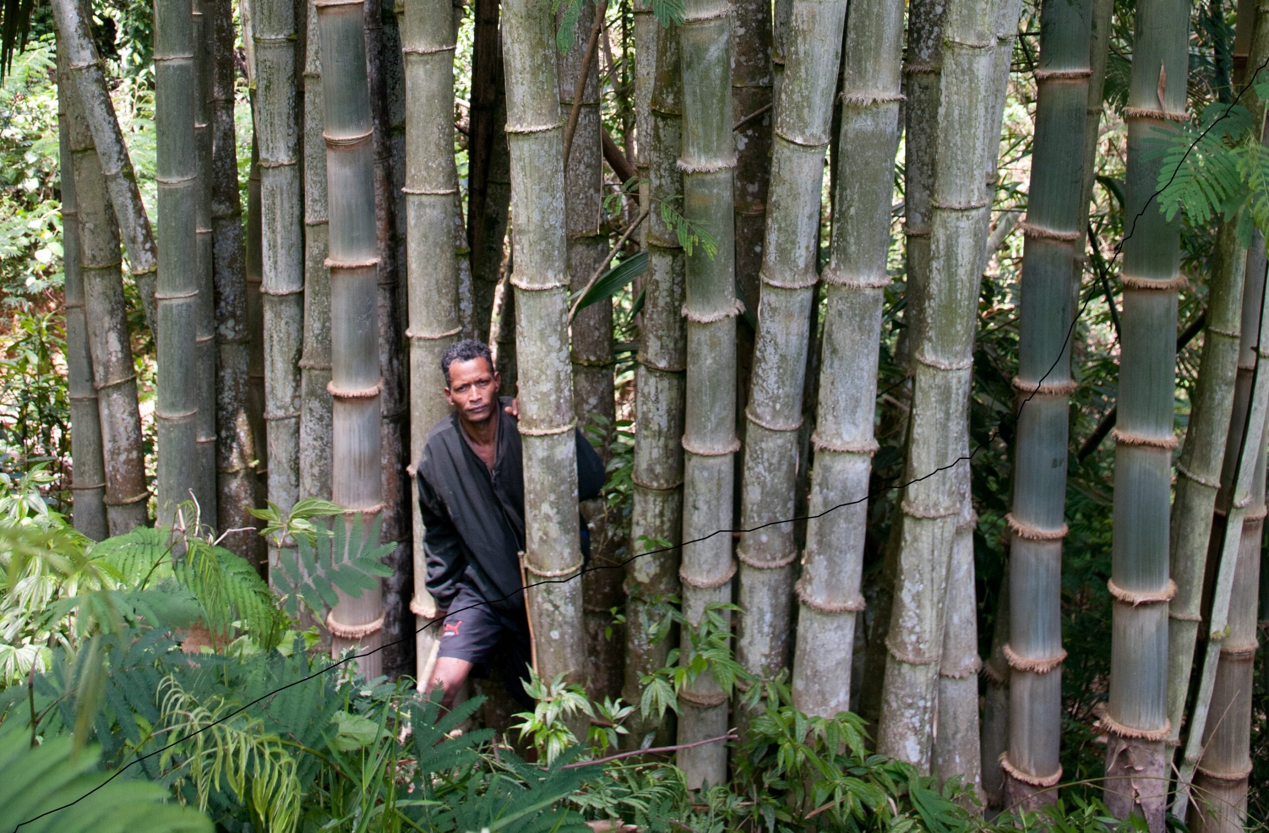 Bambu: sebuah alternatif berkelanjutan untuk produksi bioenergi di Indonesia?