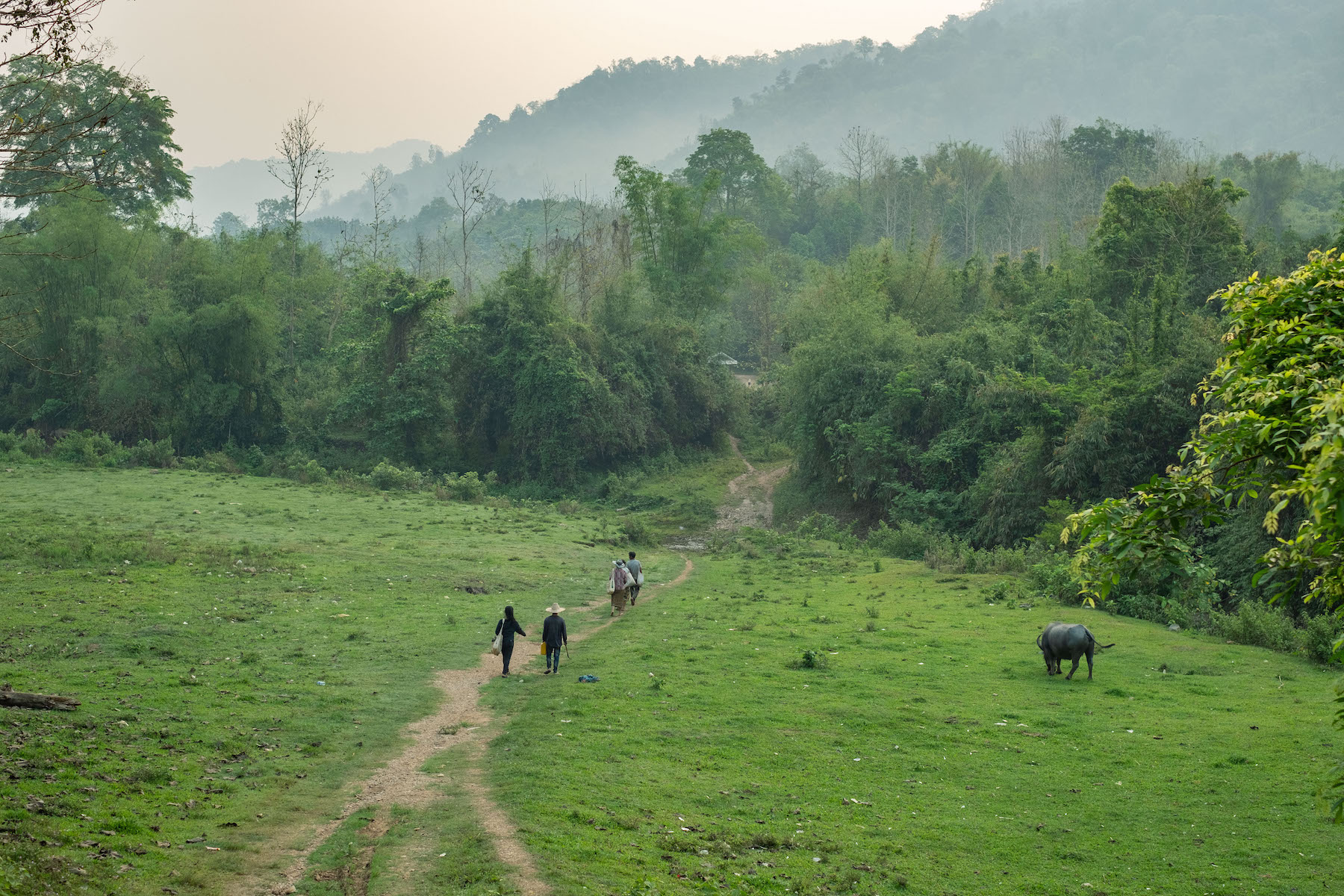 Strengthening forest governance is vital for growth of Southeast Asia’s forests