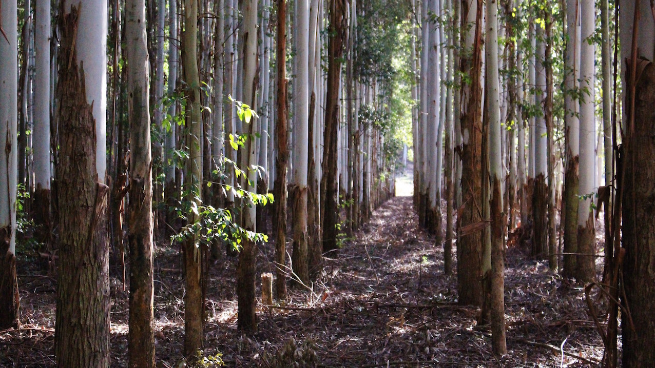 Review of large-scale tree plantations suggests need to consider socioeconomic impacts