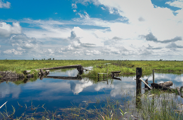 Forests in the global bio-economy: Lessons from Indonesia and Brazil
