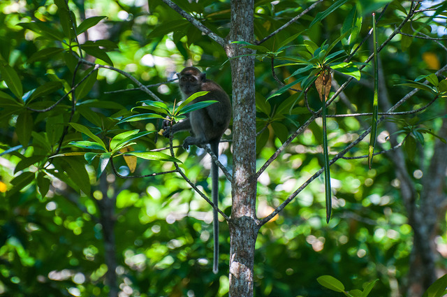 Les pays du bassin du Congo prennent une page du livre indonésien sur la gestion des tourbières