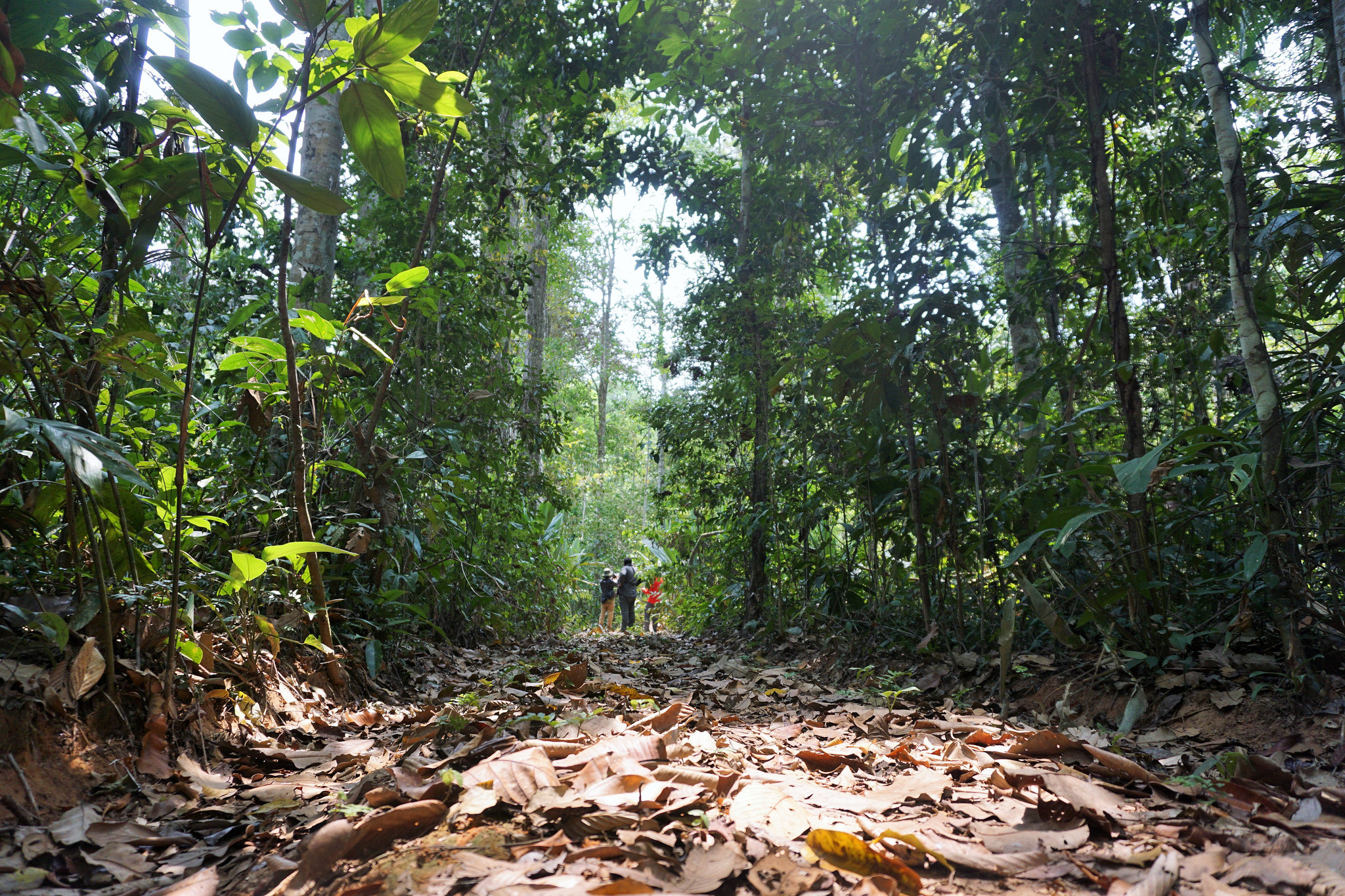 La gobernanza de los bosques para promover la sostenibilidad: ¿Qué es lo que funciona?
