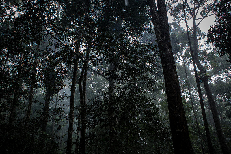 Apa yang dilakukan pepohonan saat tidak kita lihat?