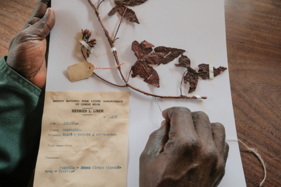 Hands organise old and rare botanical collection, Central Africa's largest, in Yangambi's herbarium, Democratic Republic of Congo (DRC)