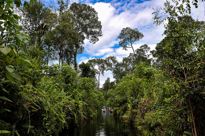 Lahan Basah: Kampanye untuk membasahi kembali lahan gambut?