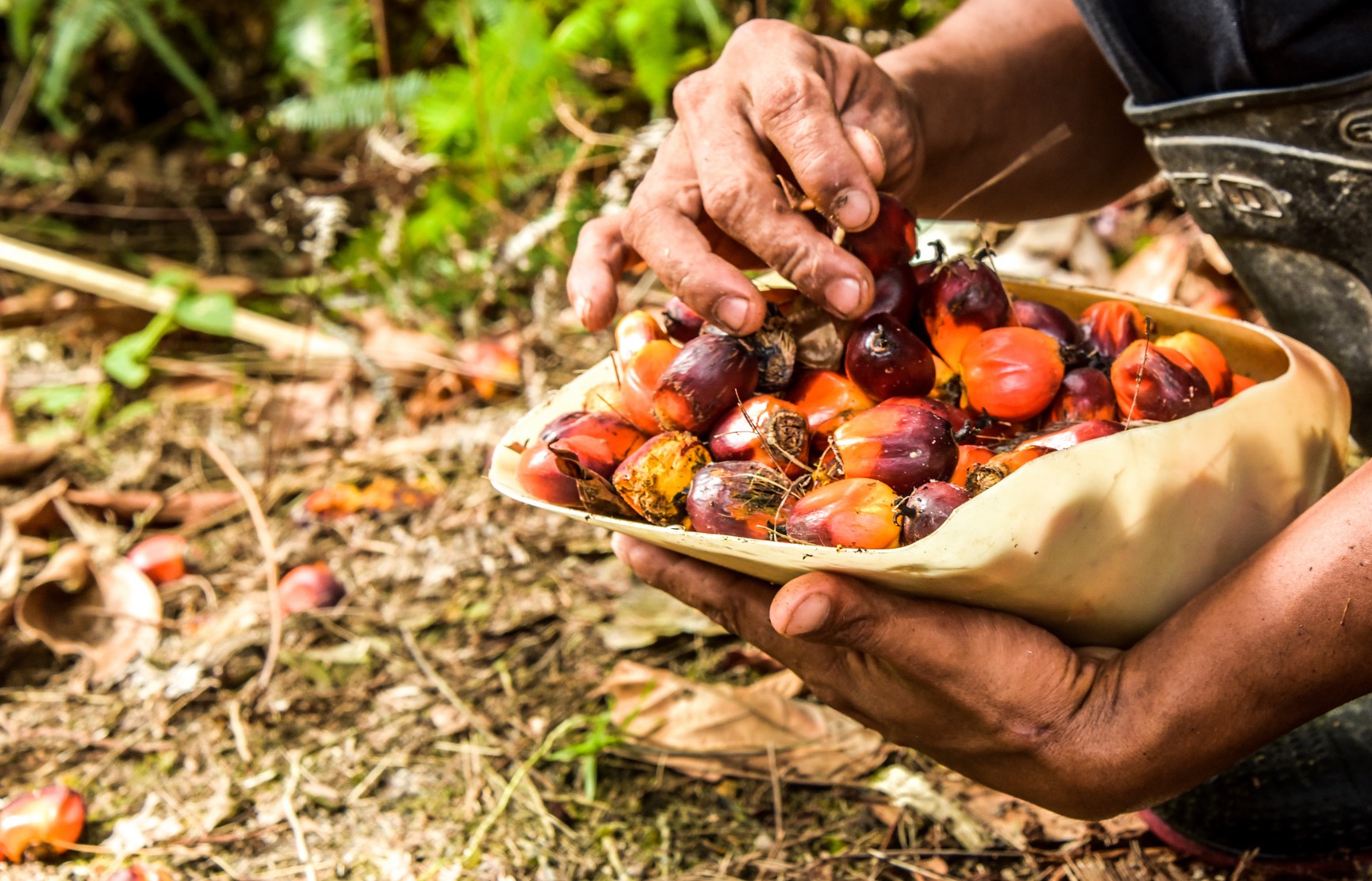 Kelapa sawit: Meningkatnya ekspansi petani ke lahan gambut