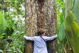 brazil nut tree, amazon, tree hugger, valentine's day, love of trees