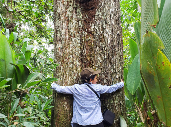 brazil nut tree, amazon, tree hugger, valentine's day, love of trees