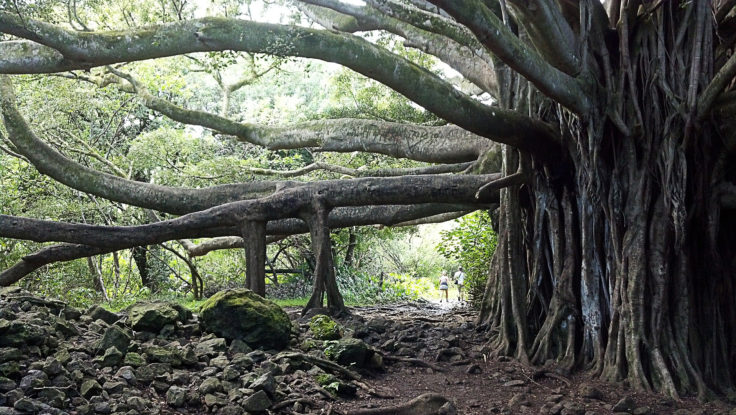 valentine's day, forest love, favourite tree