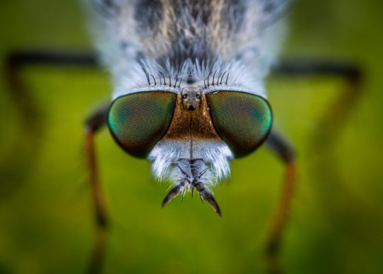 cose up of a fly that could become extinct