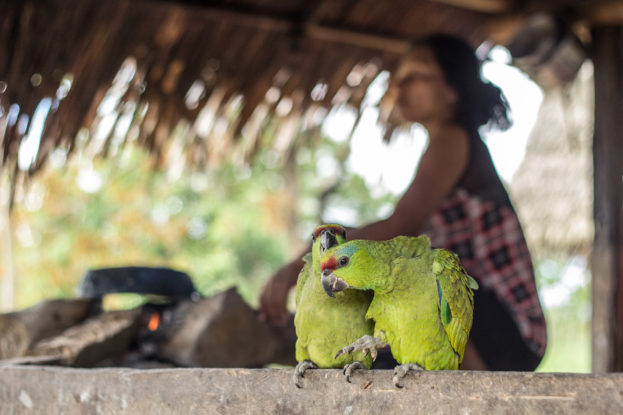 parakeet, love birds, parrots, amazon, indigenous,