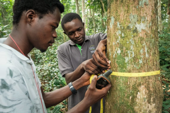 Yangambi Biosphere Reserve, Democratic Republic of Congo, DRC, Trésor Bolaya Bokutu, measure trees, Chadrack Kafuti, afrormorsia,