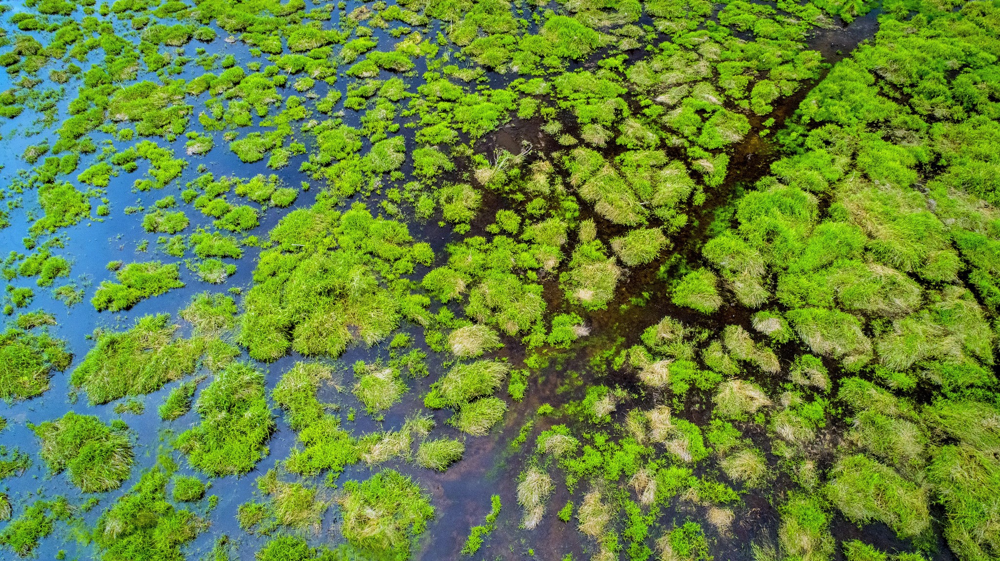 Científicos instan a los países a proteger las turberas como parte de sus estrategias climáticas