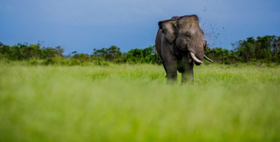 human wildlife conflict, Elephant, sumatran elephant, earth day, extinction, bioenergy, peatlands, Sumatra, elephant education center