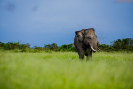 sumatran elephant, wildlife conflict, extinction, bioenergy