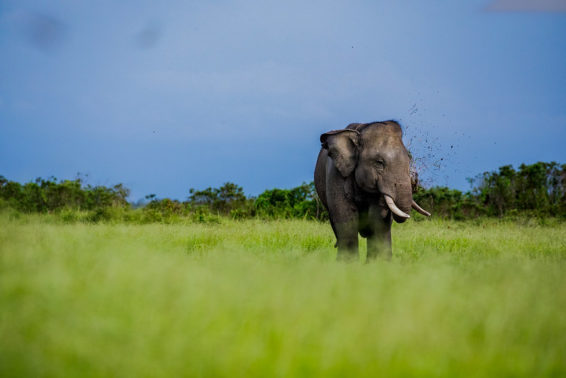 sumatran elephant, wildlife conflict, extinction, bioenergy