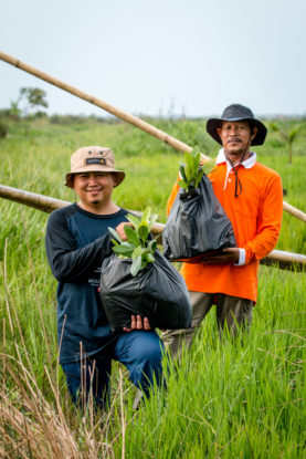 bioenergy, paludiculture, peatlands