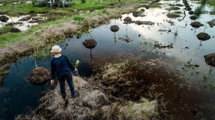 bioenergy, paludiculture, peatlands, sumatra, sumatran wild elephants, human wildlife conflict, extinction