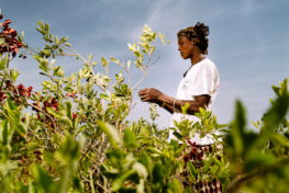farmer, fruit collecting, agroforestry, cobat fruit, Sorobouly village, Boromo, Burkina Faso.