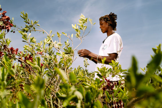 farmer, fruit collecting, agroforestry, cobat fruit, Sorobouly village, Boromo, Burkina Faso.