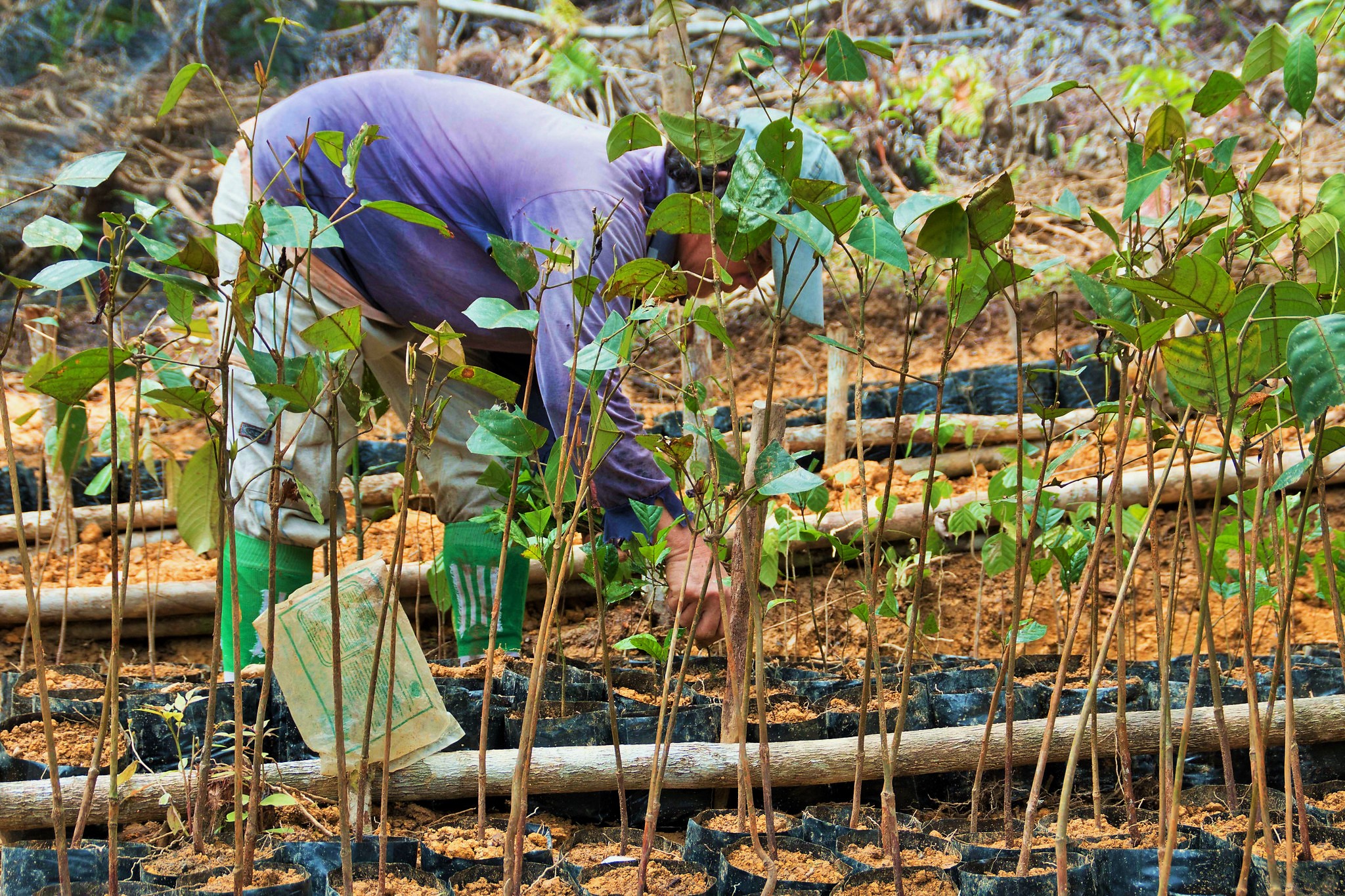Para la restauración de los paisajes forestales, monitoreo colaborativo desde el inicio