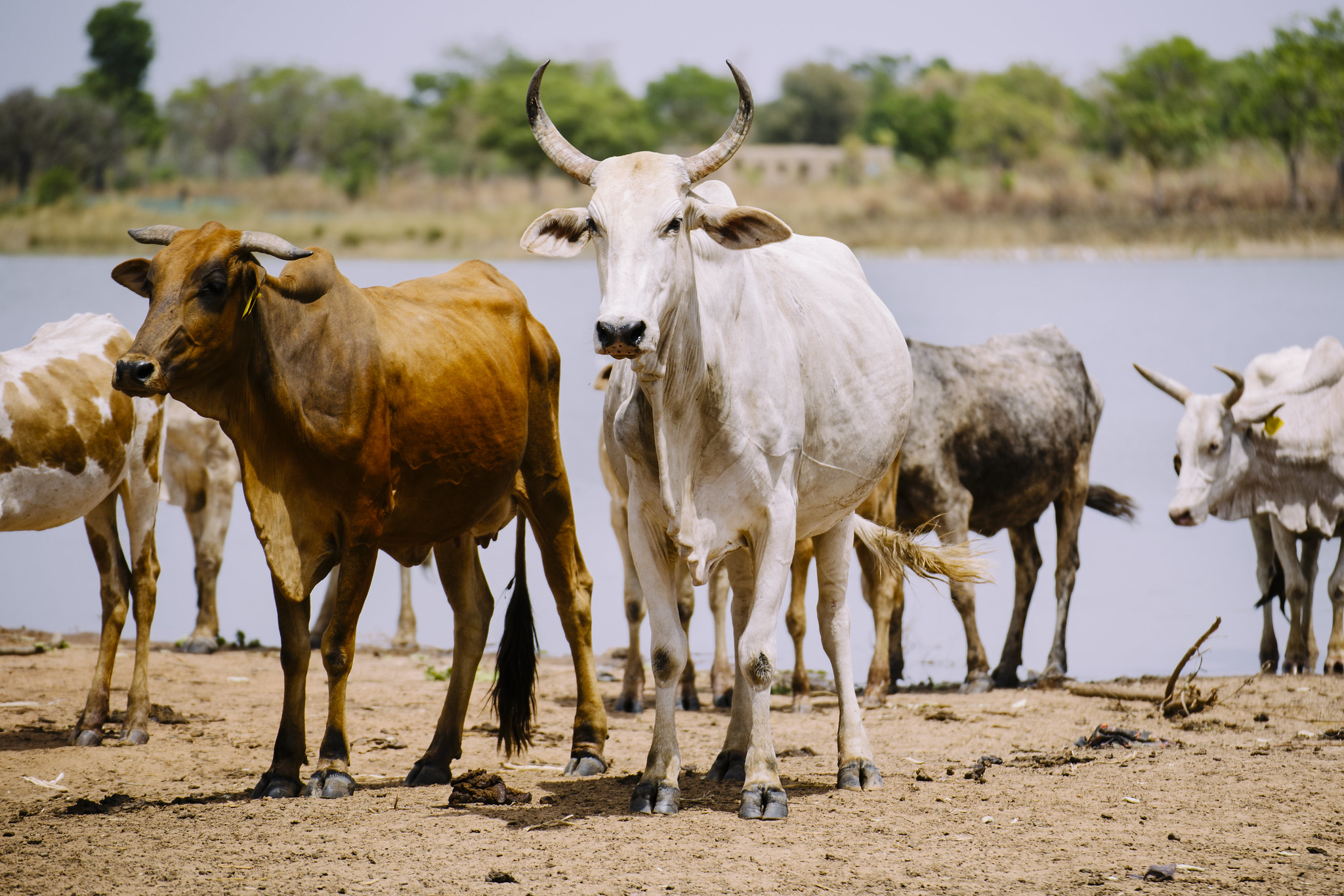 Keeping the peace in a national park buffer zone