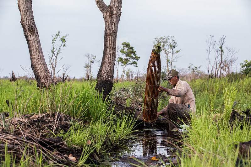 Mencari keseimbangan: Menahan emisi dan memaksimalkan produksi pangan di lahan gambut