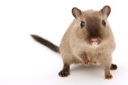 brown rat, invasive species, cull, compassionate conservation
