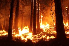 fire, wildfire, bush fire, bushfire, wild fire, forest fire