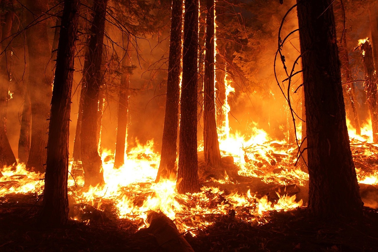 Trees and wildfire worries