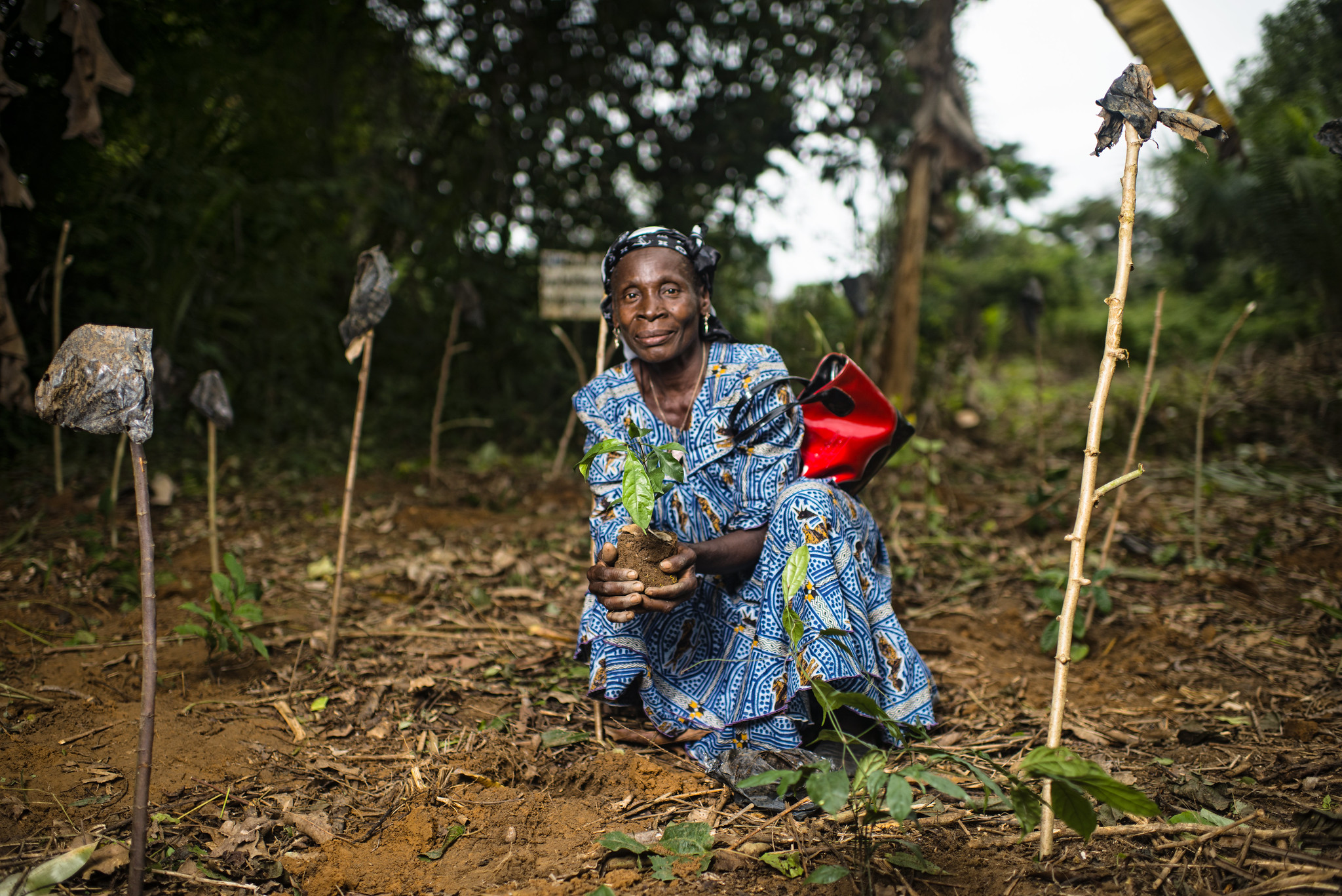 Dans les forêts du Cameroun, un aliment miracle pour la santé des femmes