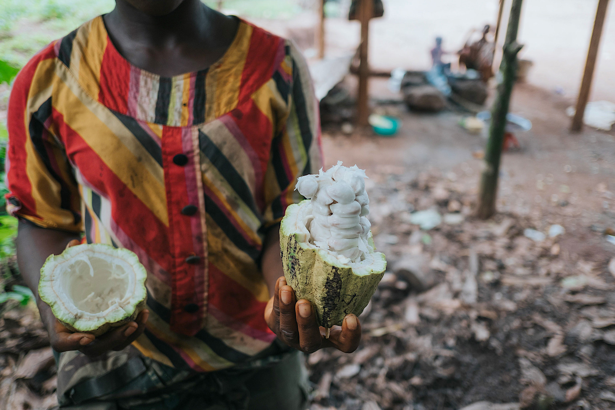 cocoa, cacao, africa, chocolate, fairtrade, certification