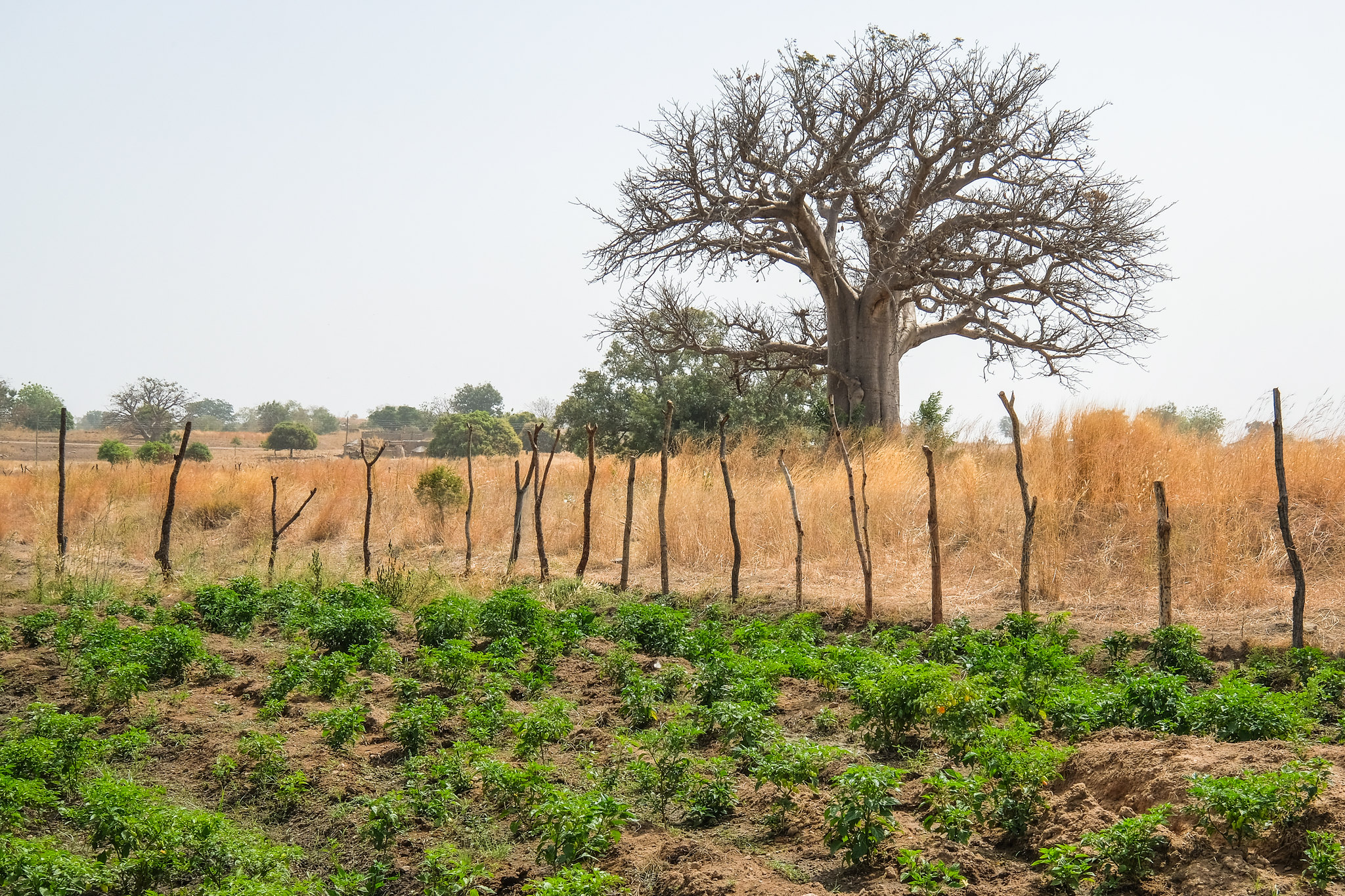 Le changement climatique, la dégradation des terres et la disparition des arbres ont des conséquences catastrophiques sur les récoltes