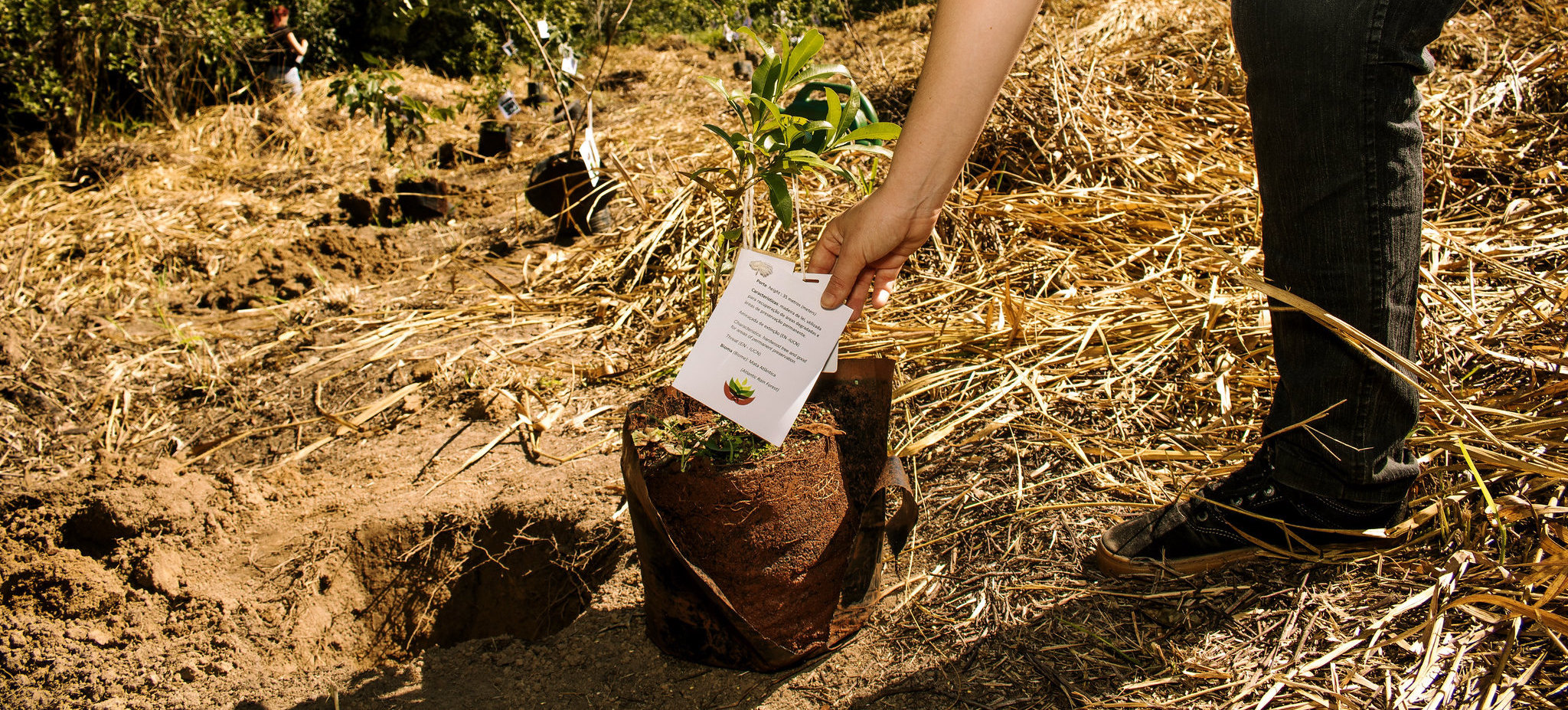 tree planting, tree growing
