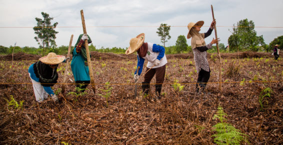 peatland, slash n burn, female farmer, peatland fire, peatland fire prevention indonesia, peatland fire prevention, indonesia