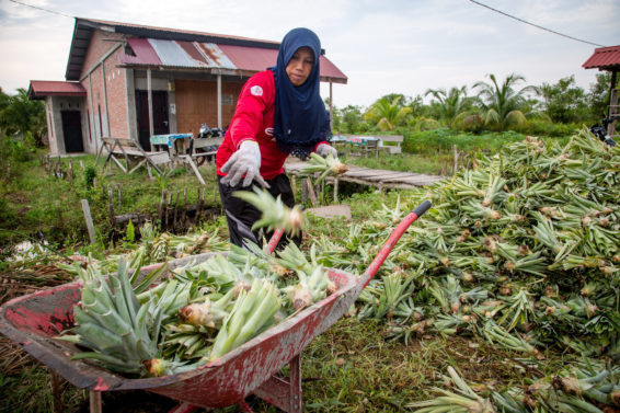 peatland, slash n burn, female farmer, peatland fire, peatland fire prevention indonesia, peatland fire prevention