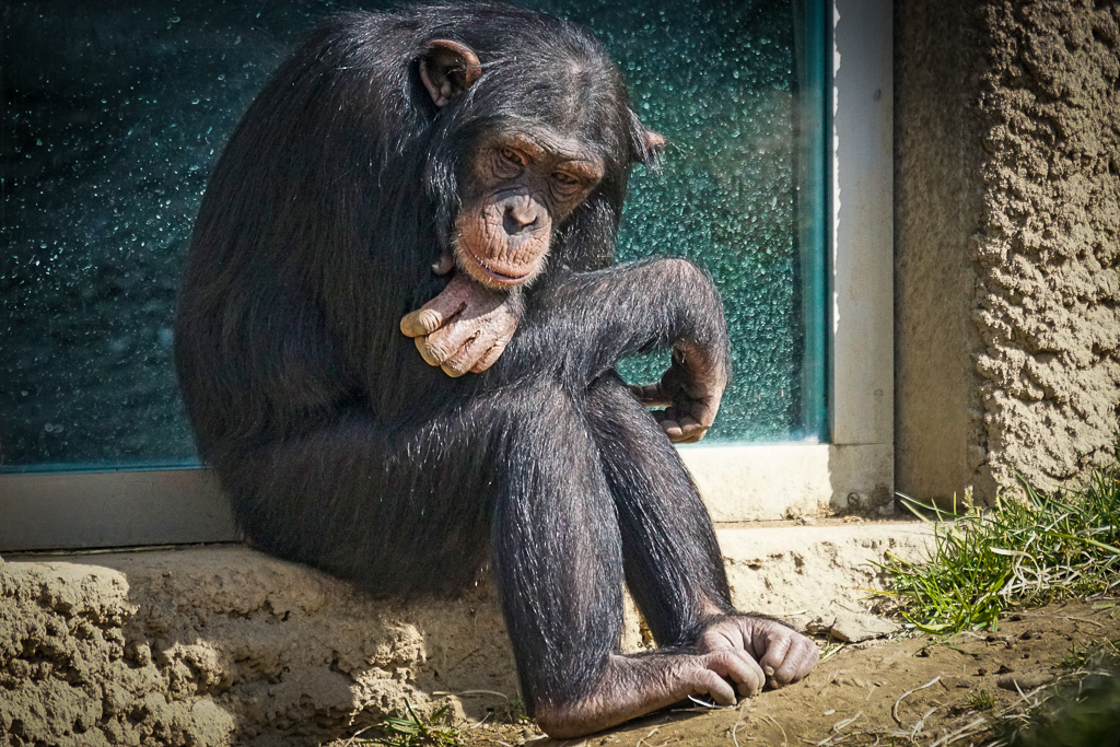 Ghetto chimps, 4 billion trees for Ethiopia, while Amazon deforestation accelerates…fast!