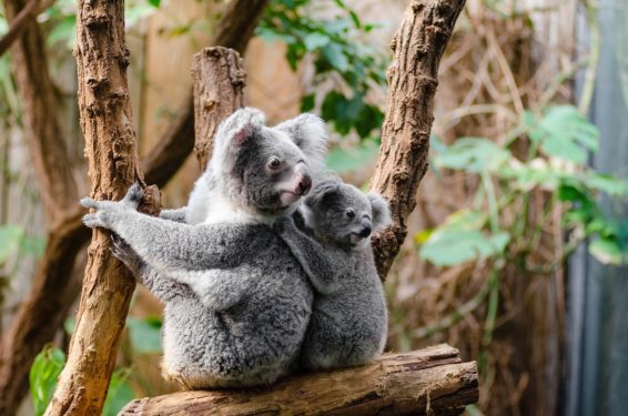 koala, koala bear, koala in drought, koala drinking stations