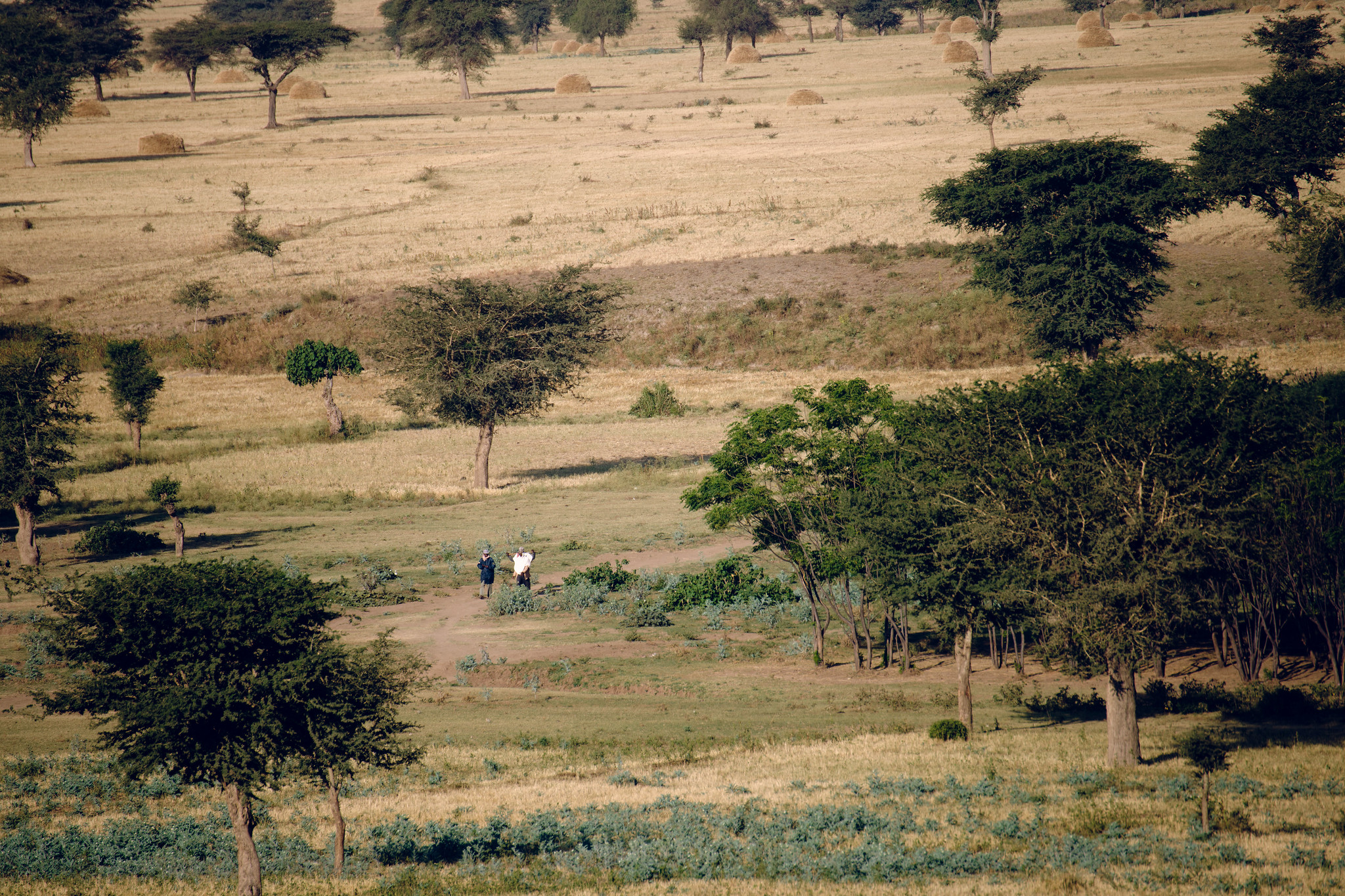 Ethiopian landscape, ethiopia, dry forests, drylands